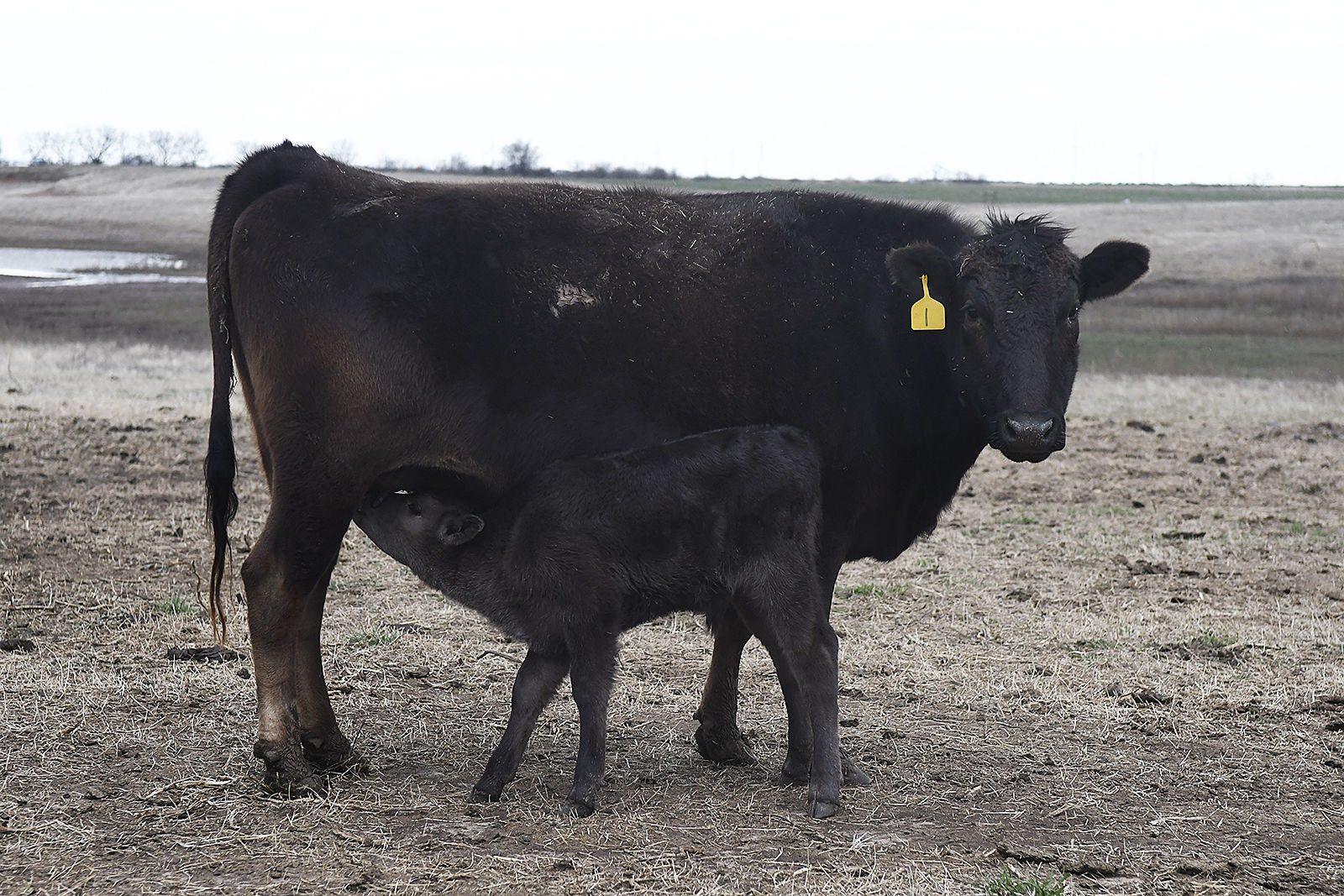 Progress Wagyu 2 BH.jpg